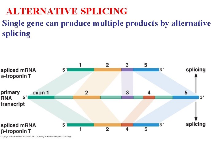 ALTERNATIVE SPLICING Single gene can produce multiple products by alternative splicing ALTERNATIVE SPLICING Single gene can produce multiple products by alternative splicing