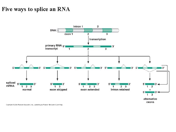 Five ways to splice an RNA Five ways to splice an RNA