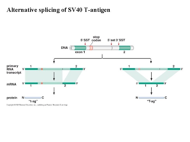 Alternative splicing of SV 40 T-antigen Alternative splicing of SV 40 T-antigen