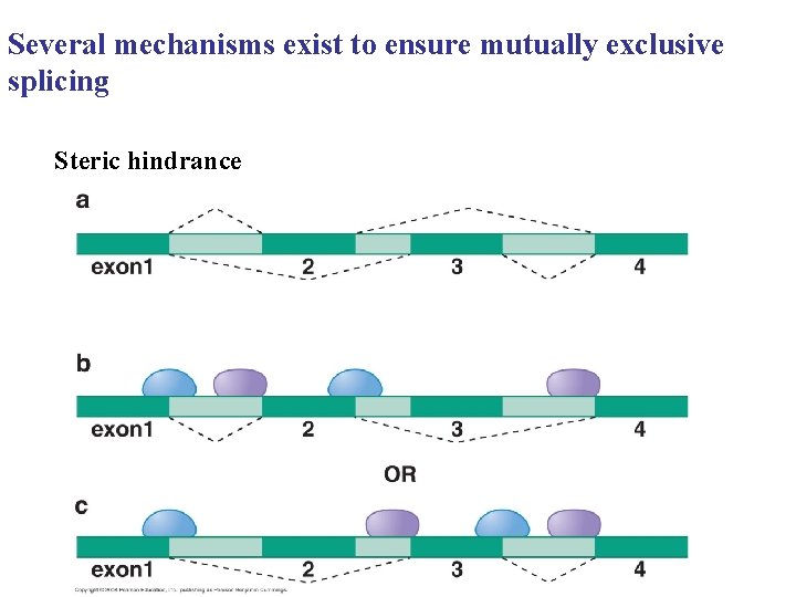 Several mechanisms exist to ensure mutually exclusive splicing Steric hindrance Several mechanisms exist to ensure mutually exclusive splicing Steric hindrance