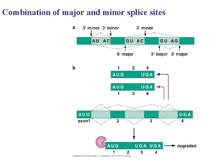 Combination of major and minor splice sites Combination of major and minor splice sites