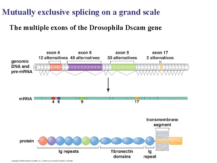 Mutually exclusive splicing on a grand scale The multiple exons of the Drosophila Dscam Mutually exclusive splicing on a grand scale The multiple exons of the Drosophila Dscam