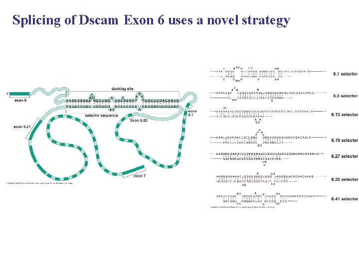 Splicing of Dscam Exon 6 uses a novel strategy Splicing of Dscam Exon 6 uses a novel strategy