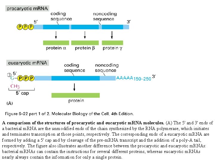 A comparison of the structures of procaryotic and eucaryotic m. RNA molecules. (A) The A comparison of the structures of procaryotic and eucaryotic m. RNA molecules. (A) The