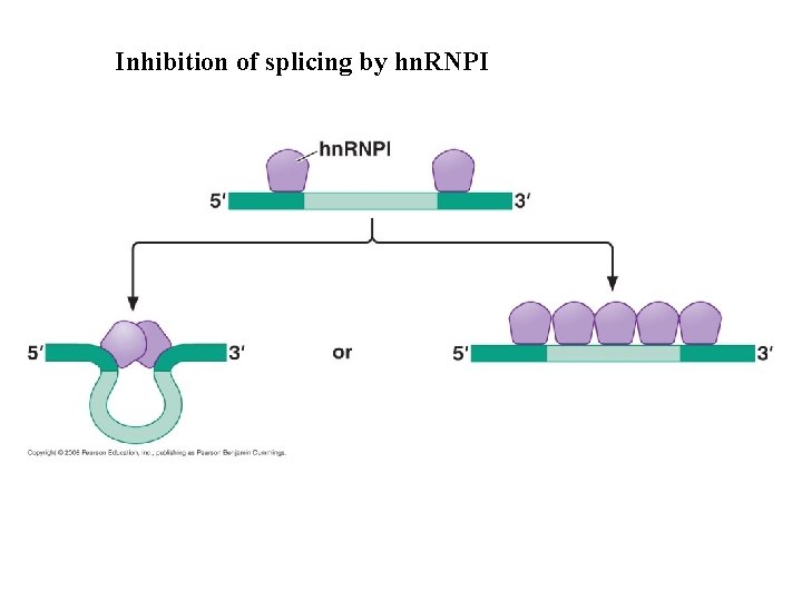Inhibition of splicing by hn. RNPI Inhibition of splicing by hn. RNPI