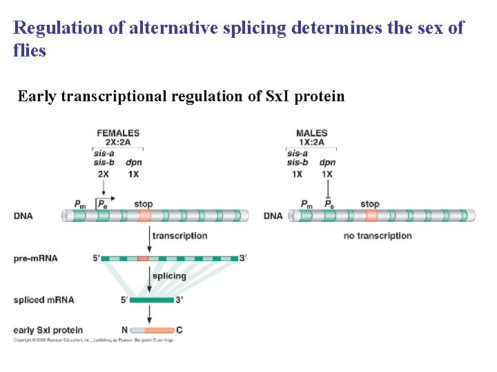 Regulation of alternative splicing determines the sex of flies Early transcriptional regulation of Sx. Regulation of alternative splicing determines the sex of flies Early transcriptional regulation of Sx.