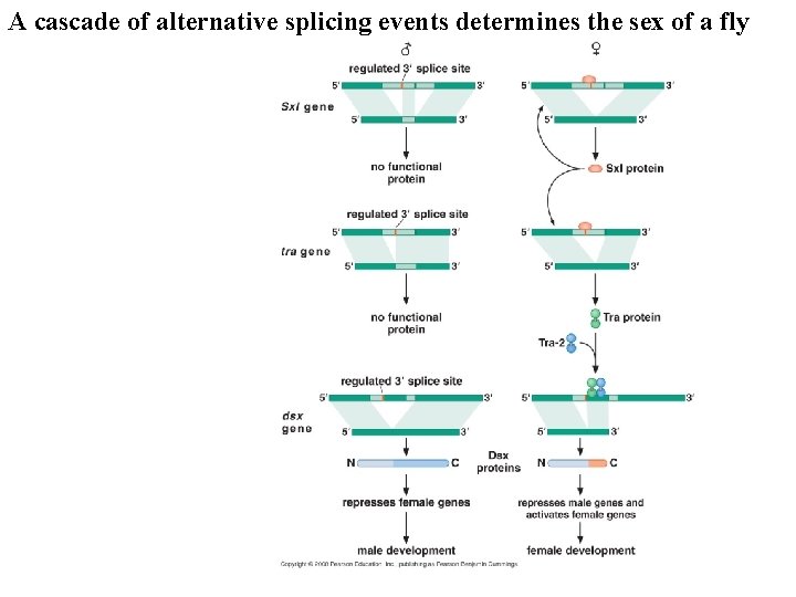 A cascade of alternative splicing events determines the sex of a fly A cascade of alternative splicing events determines the sex of a fly