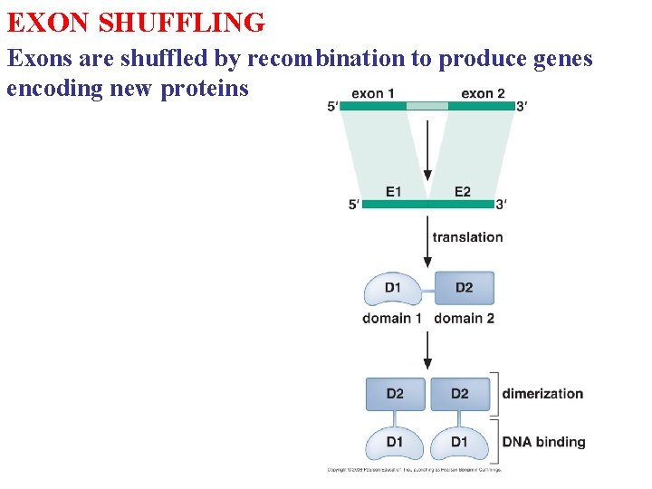 EXON SHUFFLING Exons are shuffled by recombination to produce genes encoding new proteins EXON SHUFFLING Exons are shuffled by recombination to produce genes encoding new proteins