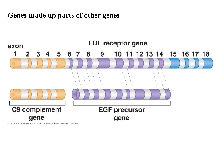 Genes made up parts of other genes Genes made up parts of other genes