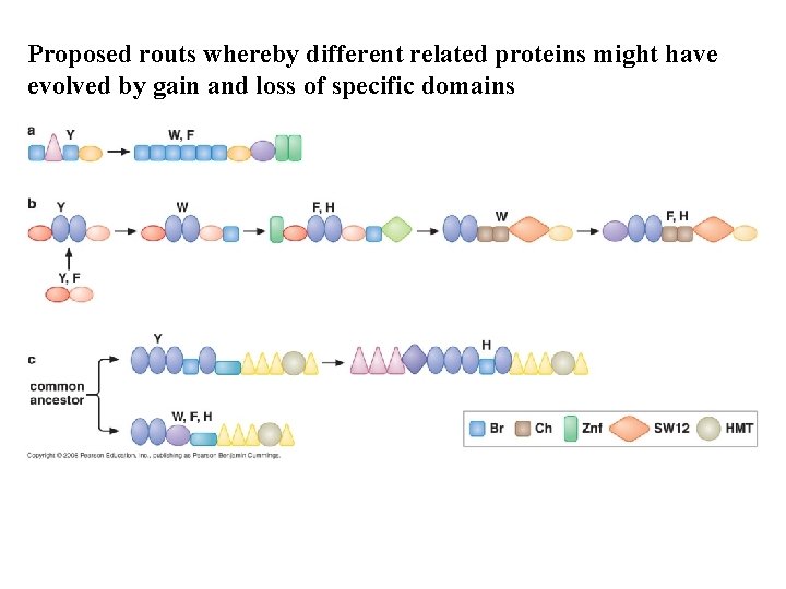 Proposed routs whereby different related proteins might have evolved by gain and loss of Proposed routs whereby different related proteins might have evolved by gain and loss of