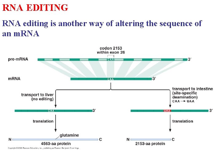 RNA EDITING RNA editing is another way of altering the sequence of an m. RNA EDITING RNA editing is another way of altering the sequence of an m.