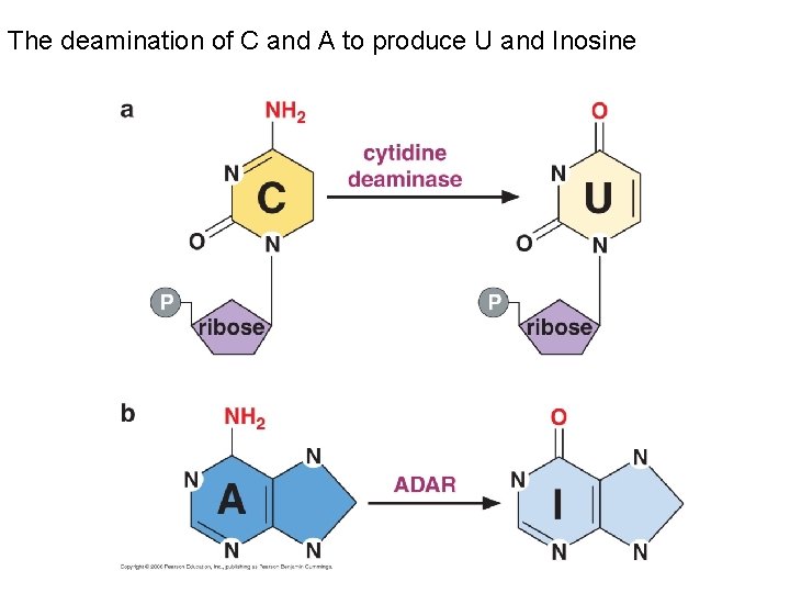 The deamination of C and A to produce U and Inosine The deamination of C and A to produce U and Inosine