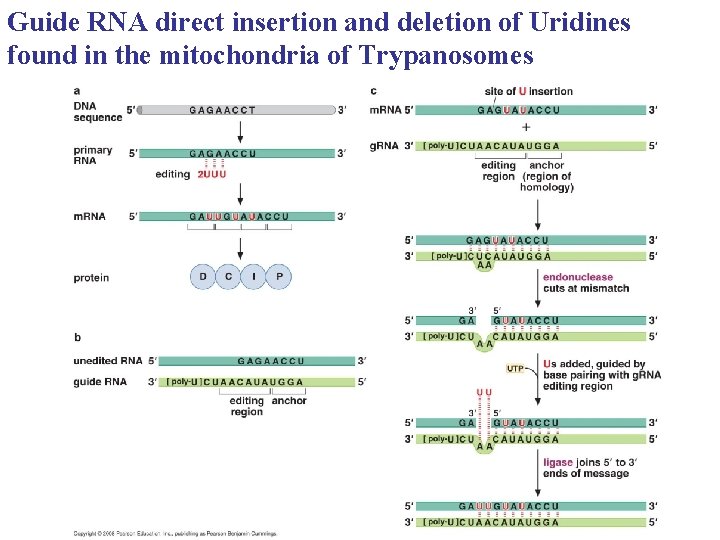 Guide RNA direct insertion and deletion of Uridines found in the mitochondria of Trypanosomes Guide RNA direct insertion and deletion of Uridines found in the mitochondria of Trypanosomes
