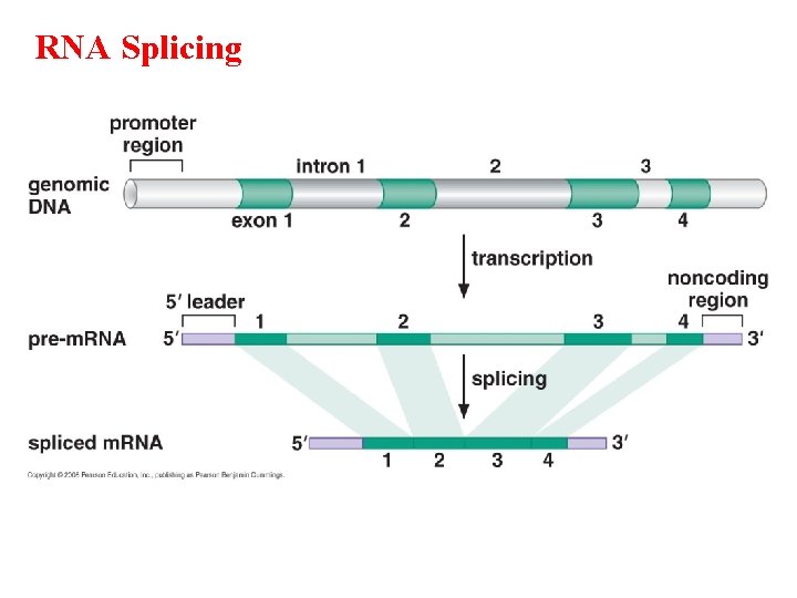RNA Splicing RNA Splicing