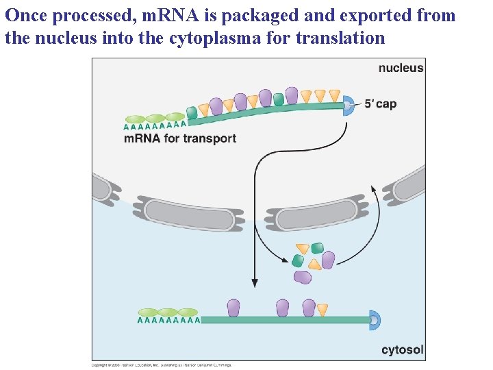 Once processed, m. RNA is packaged and exported from the nucleus into the cytoplasma Once processed, m. RNA is packaged and exported from the nucleus into the cytoplasma
