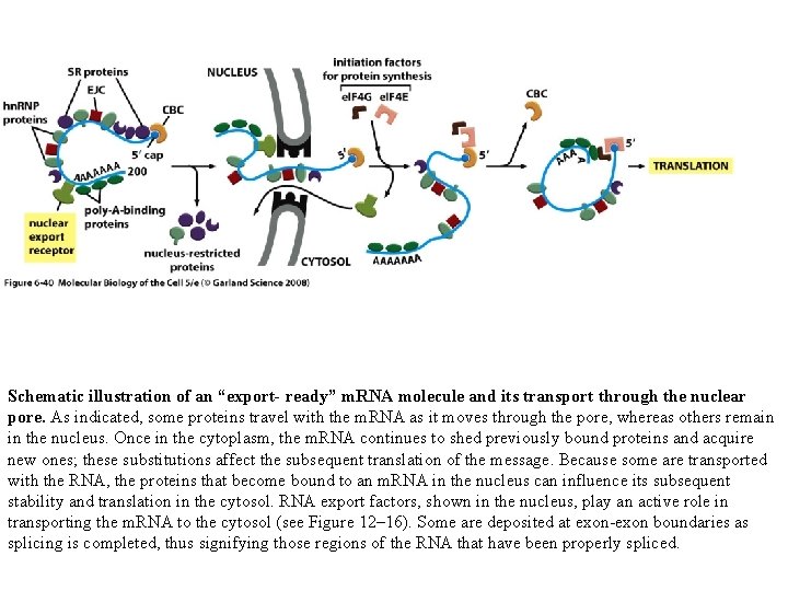 Schematic illustration of an “export- ready” m. RNA molecule and its transport through the Schematic illustration of an “export- ready” m. RNA molecule and its transport through the