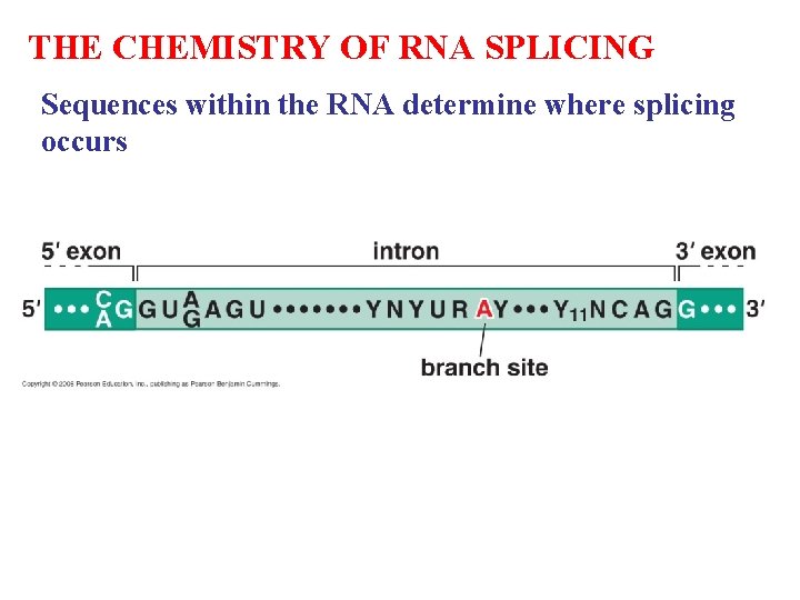 THE CHEMISTRY OF RNA SPLICING Sequences within the RNA determine where splicing occurs THE CHEMISTRY OF RNA SPLICING Sequences within the RNA determine where splicing occurs