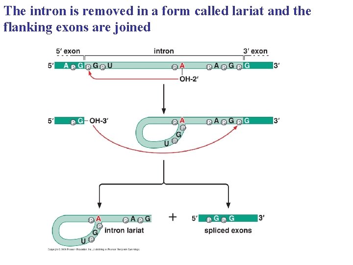 The intron is removed in a form called lariat and the flanking exons are The intron is removed in a form called lariat and the flanking exons are