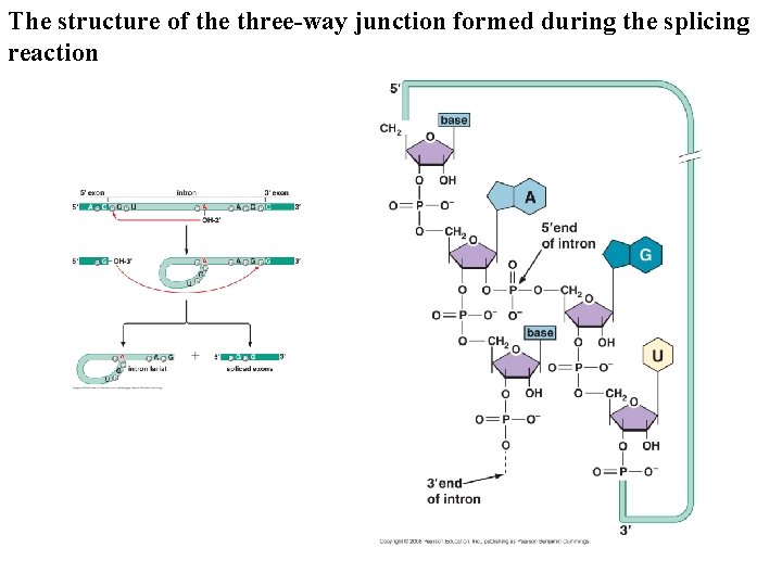 The structure of the three-way junction formed during the splicing reaction The structure of the three-way junction formed during the splicing reaction