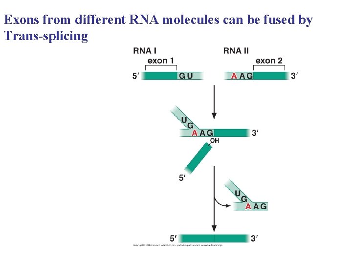 Exons from different RNA molecules can be fused by Trans-splicing Exons from different RNA molecules can be fused by Trans-splicing