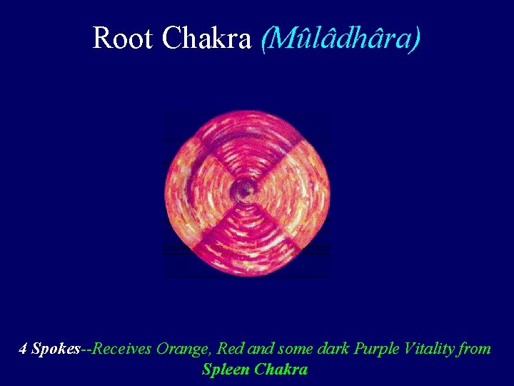 Root Chakra (Mûlâdhâra) 4 Spokes--Receives Orange, Red and some dark Purple Vitality from Spleen