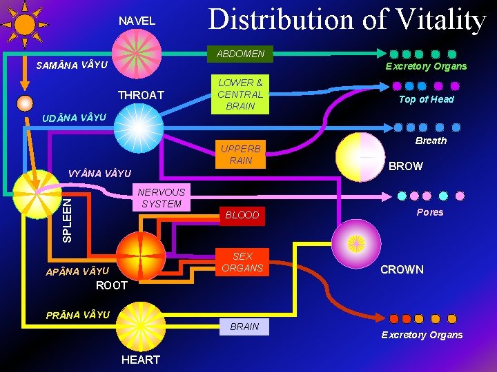 NAVEL Distribution of Vitality ABDOMEN SAM NA V YU Excretory Organs THROAT LOWER &