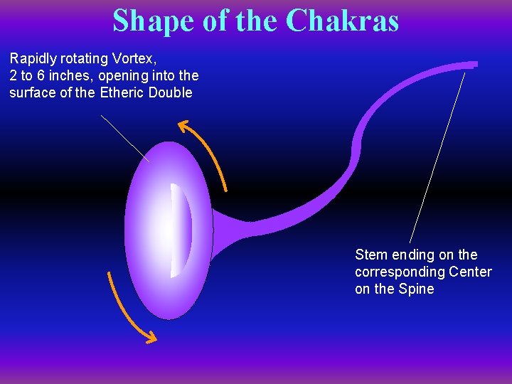 Shape of the Chakras Rapidly rotating Vortex, 2 to 6 inches, opening into the