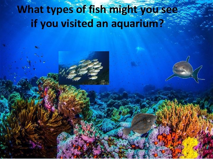 What types of fish might you see if you visited an aquarium? 