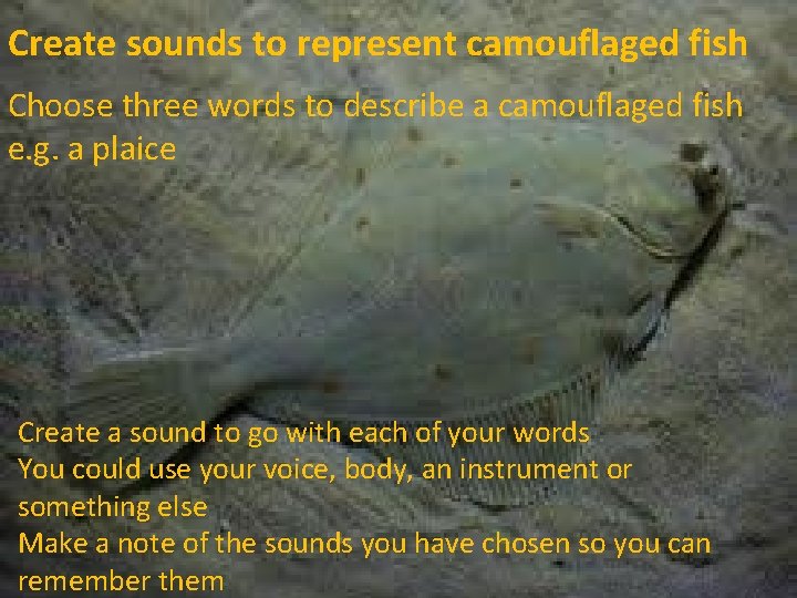 Create sounds to represent camouflaged fish Choose three words to describe a camouflaged fish