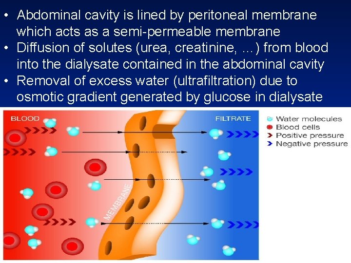  • Abdominal cavity is lined by peritoneal membrane which acts as a semi-permeable