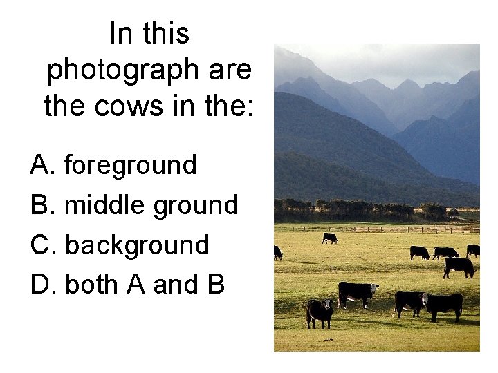 In this photograph are the cows in the: A. foreground B. middle ground C.