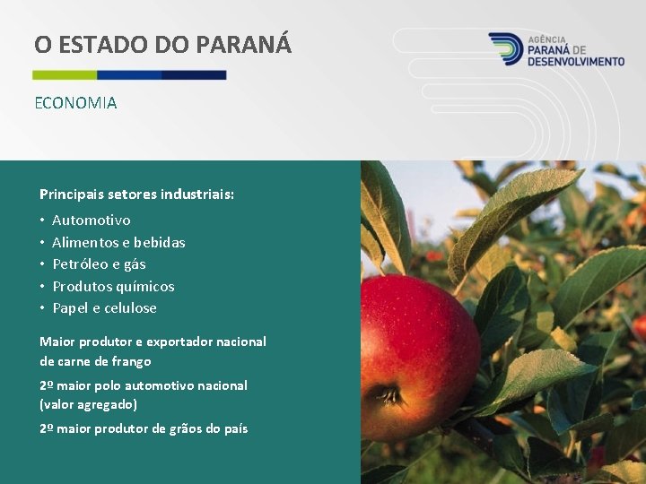 O ESTADO DO PARANÁ ECONOMIA Principais setores industriais: • • • Automotivo Alimentos e