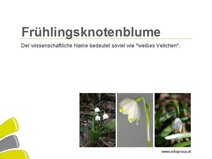Frühlingsknotenblume Der wissenschaftliche Name bedeutet soviel wie "weißes Veilchen". www. edugroup. at © Education