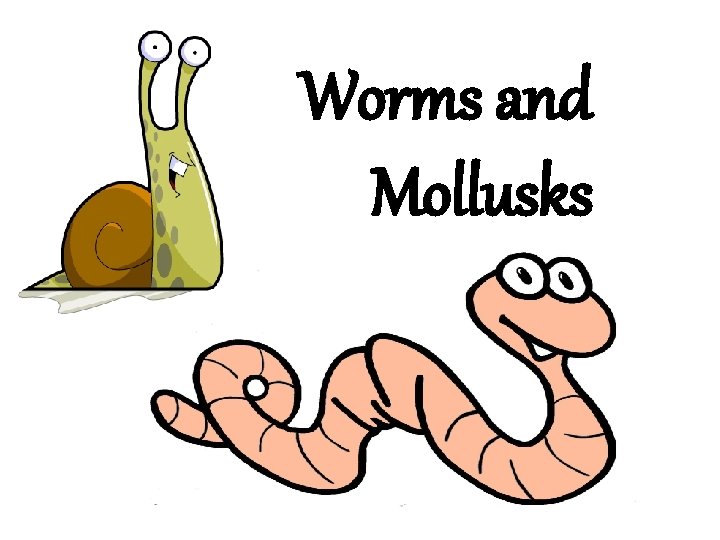 Worms and Mollusks 