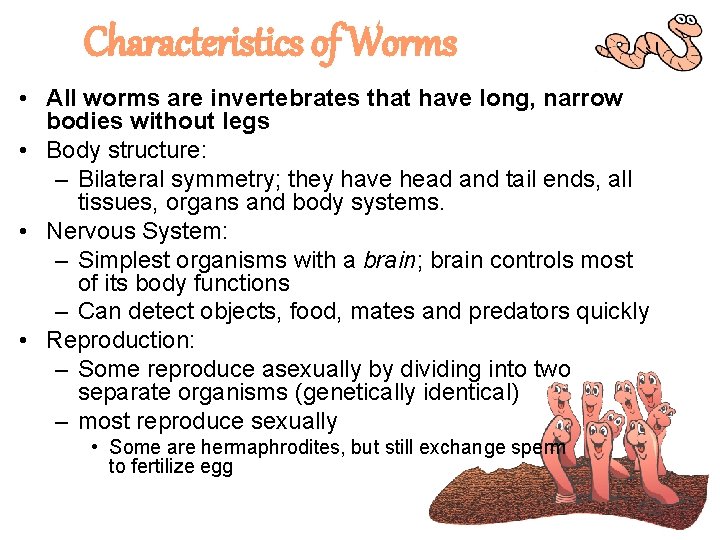 Characteristics of Worms • All worms are invertebrates that have long, narrow bodies without