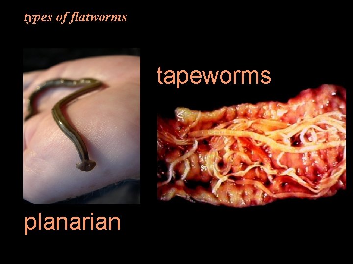 types of flatworms tapeworms planarian 