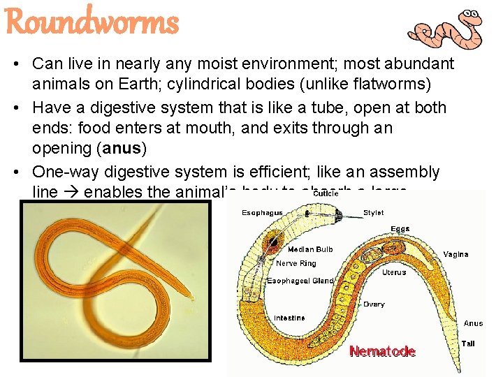 Roundworms • Can live in nearly any moist environment; most abundant animals on Earth;