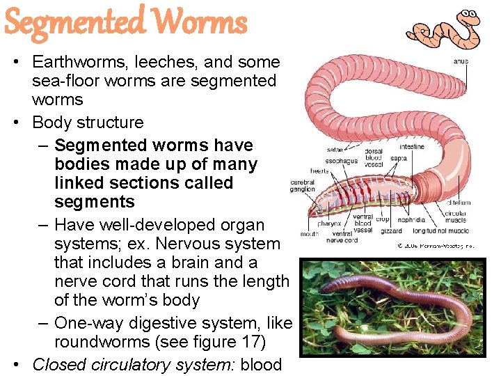 Segmented Worms • Earthworms, leeches, and some sea-floor worms are segmented worms • Body