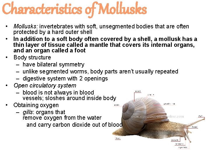 Characteristics of Mollusks • Mollusks: invertebrates with soft, unsegmented bodies that are often protected