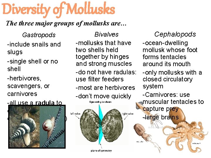 Diversity of Mollusks The three major groups of mollusks are… Gastropods -include snails and