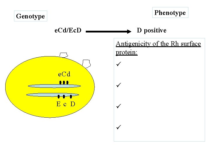 Phenotype Genotype e. Cd/Ec. D D positive Antigenicity of the Rh surface protein: e.