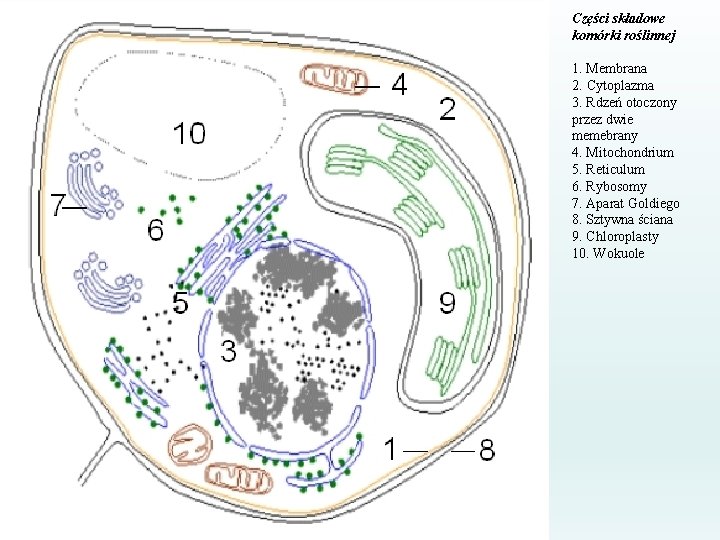 Części składowe komórki roślinnej 1. Membrana 2. Cytoplazma 3. Rdzeń otoczony przez dwie memebrany