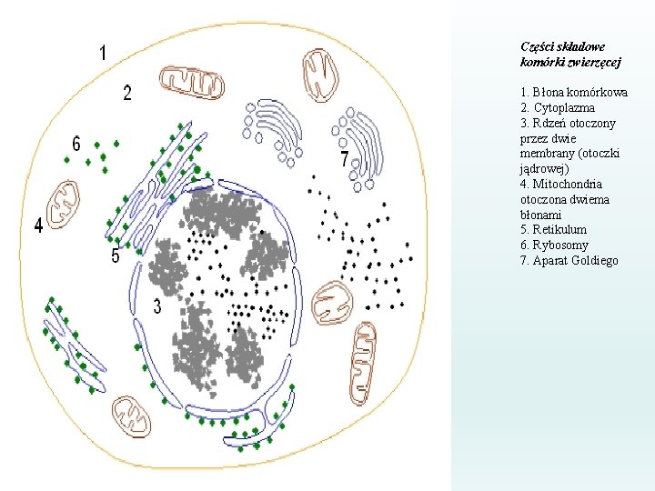 Części składowe komórki zwierzęcej 1. Błona komórkowa 2. Cytoplazma 3. Rdzeń otoczony przez dwie