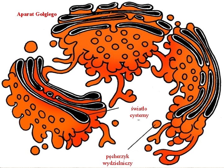 Aparat Golgiego światło cysterny pęcherzyk wydzielniczy 