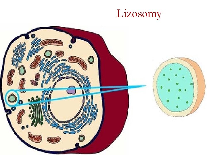 Lizosomy 