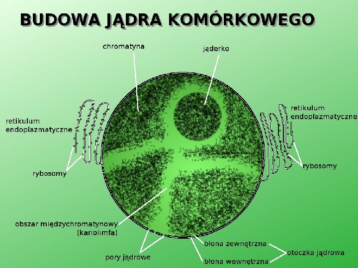 Jądro komórkowe 