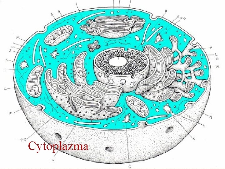 Cytoplazma 