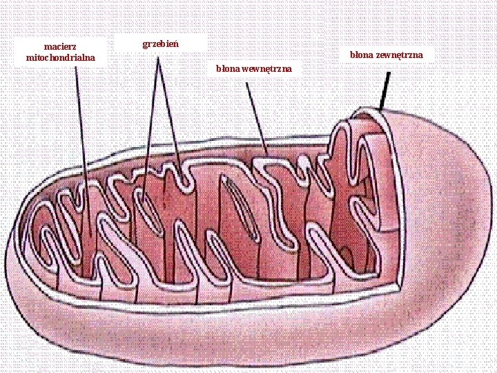 macierz mitochondrialna grzebień błona zewnętrzna błona wewnętrzna 