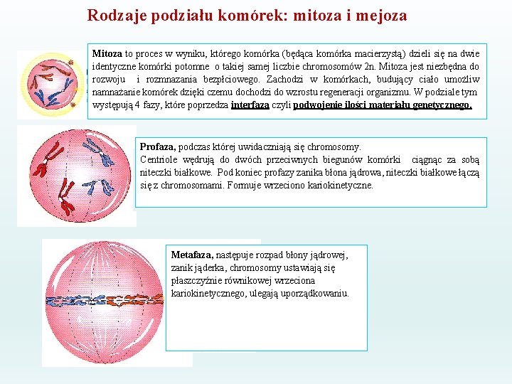 Rodzaje podziału komórek: mitoza i mejoza Mitoza to proces w wyniku, którego komórka (będąca Rodzaje podziału komórek: mitoza i mejoza Mitoza to proces w wyniku, którego komórka (będąca