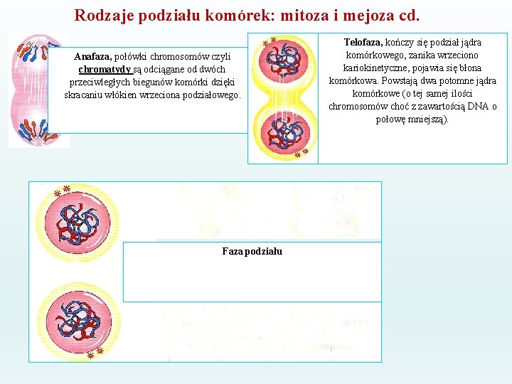 Rodzaje podziału komórek: mitoza i mejoza cd. Anafaza, połówki chromosomów czyli chromatydy są odciągane